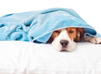 Dog Health Alert: The Growing Problem of Upper Respiratory Infections