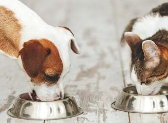 Weight Management and Nutrition in Pets: A Balanced Approach